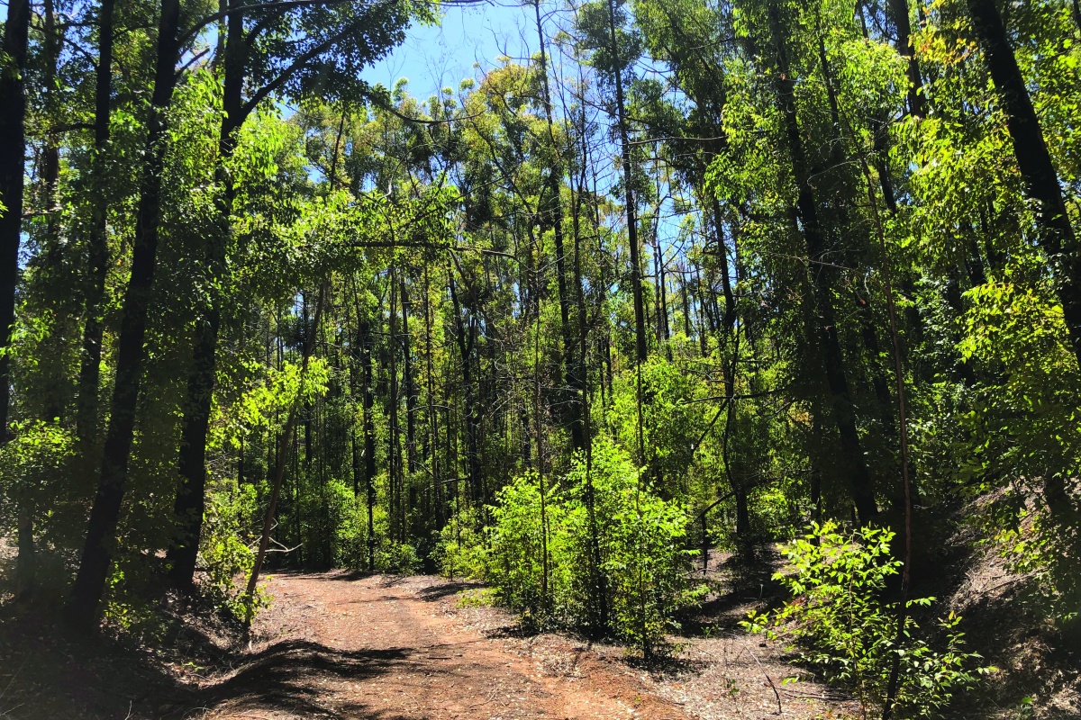 Photo of the trail in a forest