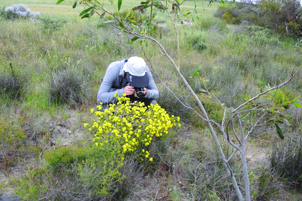 Ben Anderson photographing Geleznowia eximia. Photo DBCA