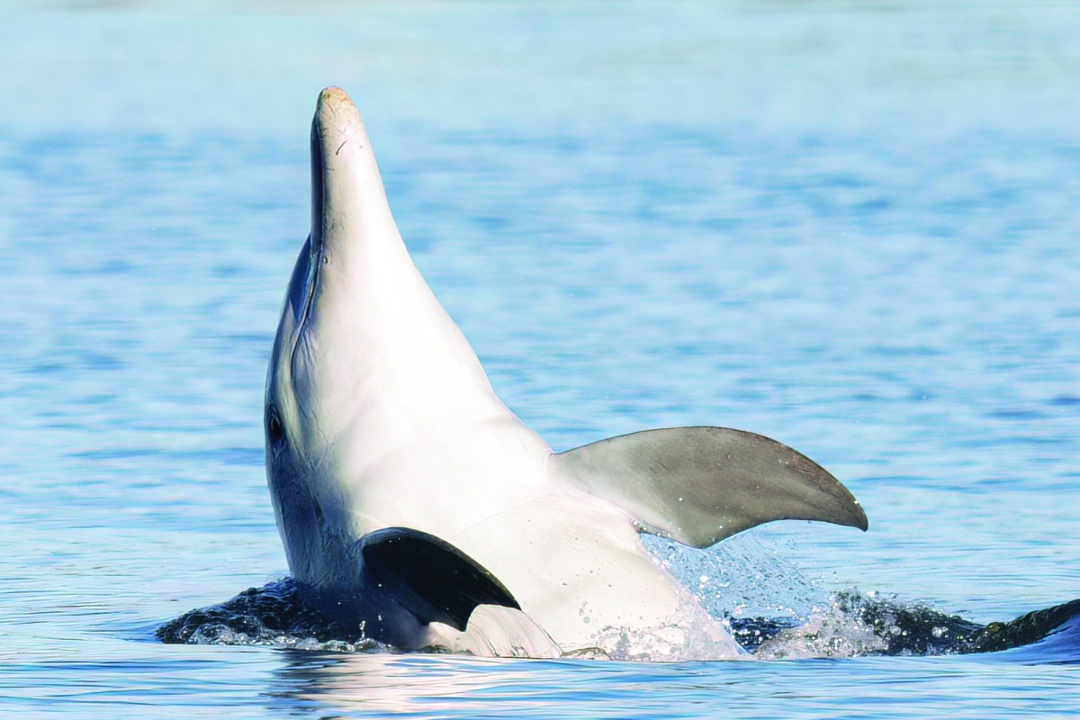 Dolphin swimming in the river