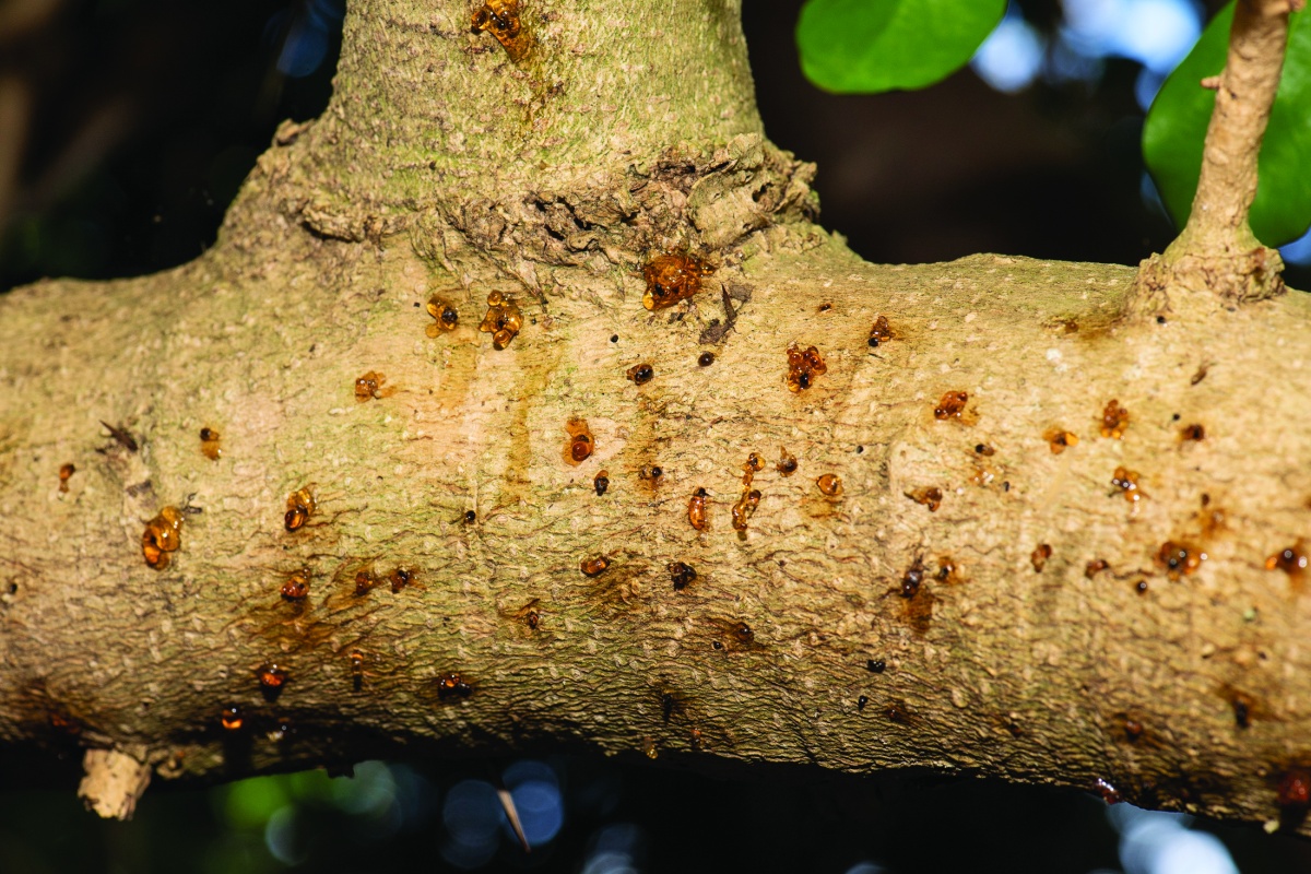 Infected trees try to push the beetles out by excreting sap. Photo - DPIRD 