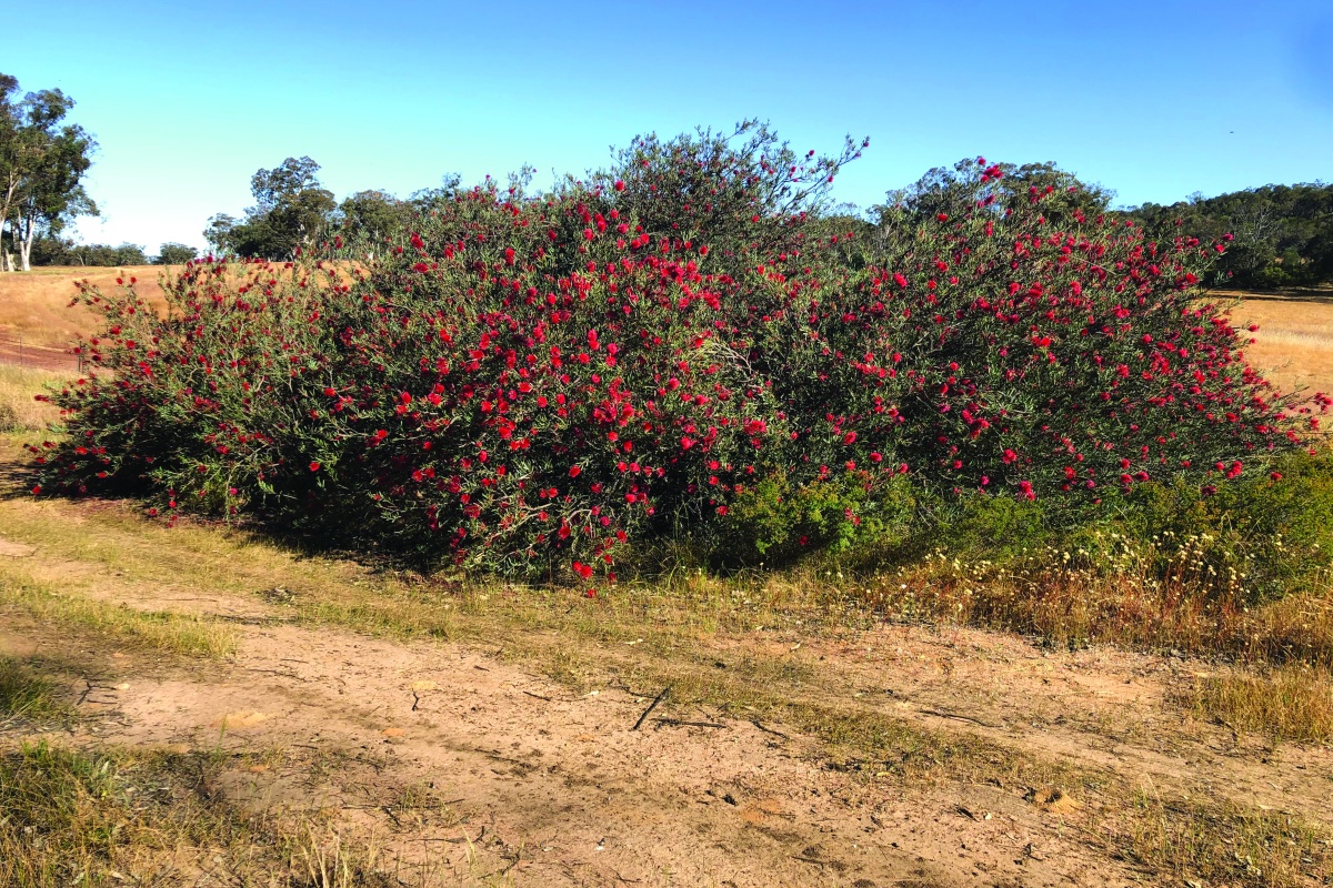 A healthy Callistemon phoenicus shrub. Photo – Jean and Fred Hort 