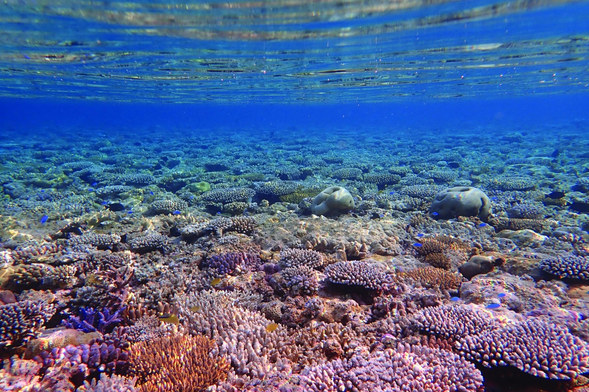 Reef flat at Clerke channel. Photo – Inês Leal 