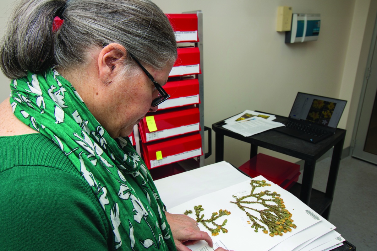 Dr Kelly Shepherd providing updated determinations to Geleznowia specimens. Photo – Andrew Crawford/DBCA 