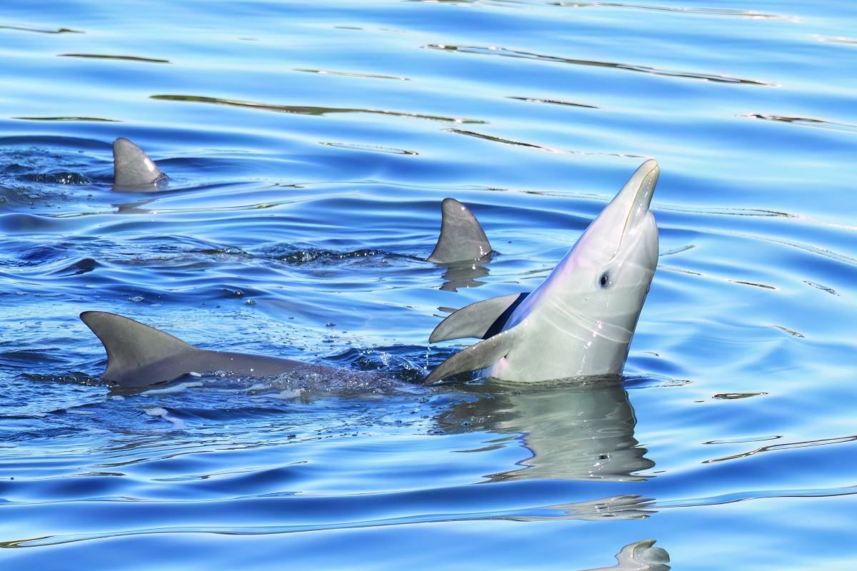 Pod of dolphins swimming in the river