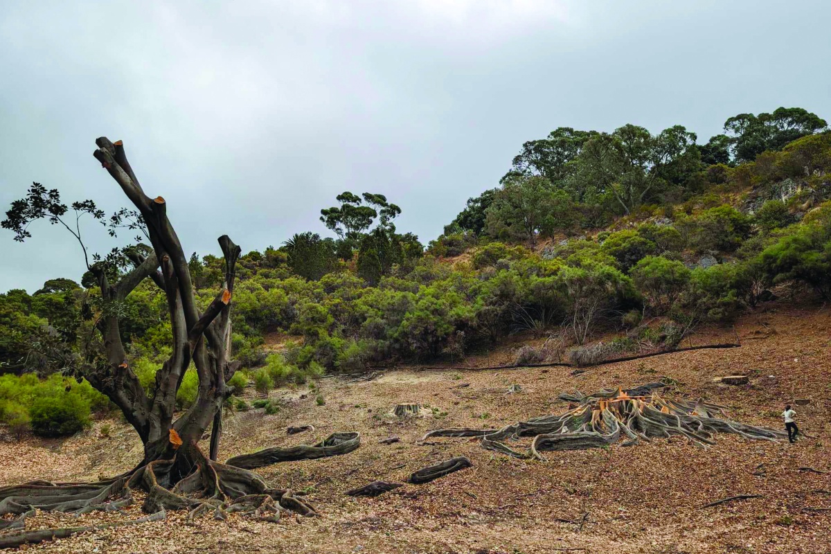 Removal of large infested Moreton Bay fig trees (Ficus macrophylla) at Kings Park. Photo – C. Payne 
