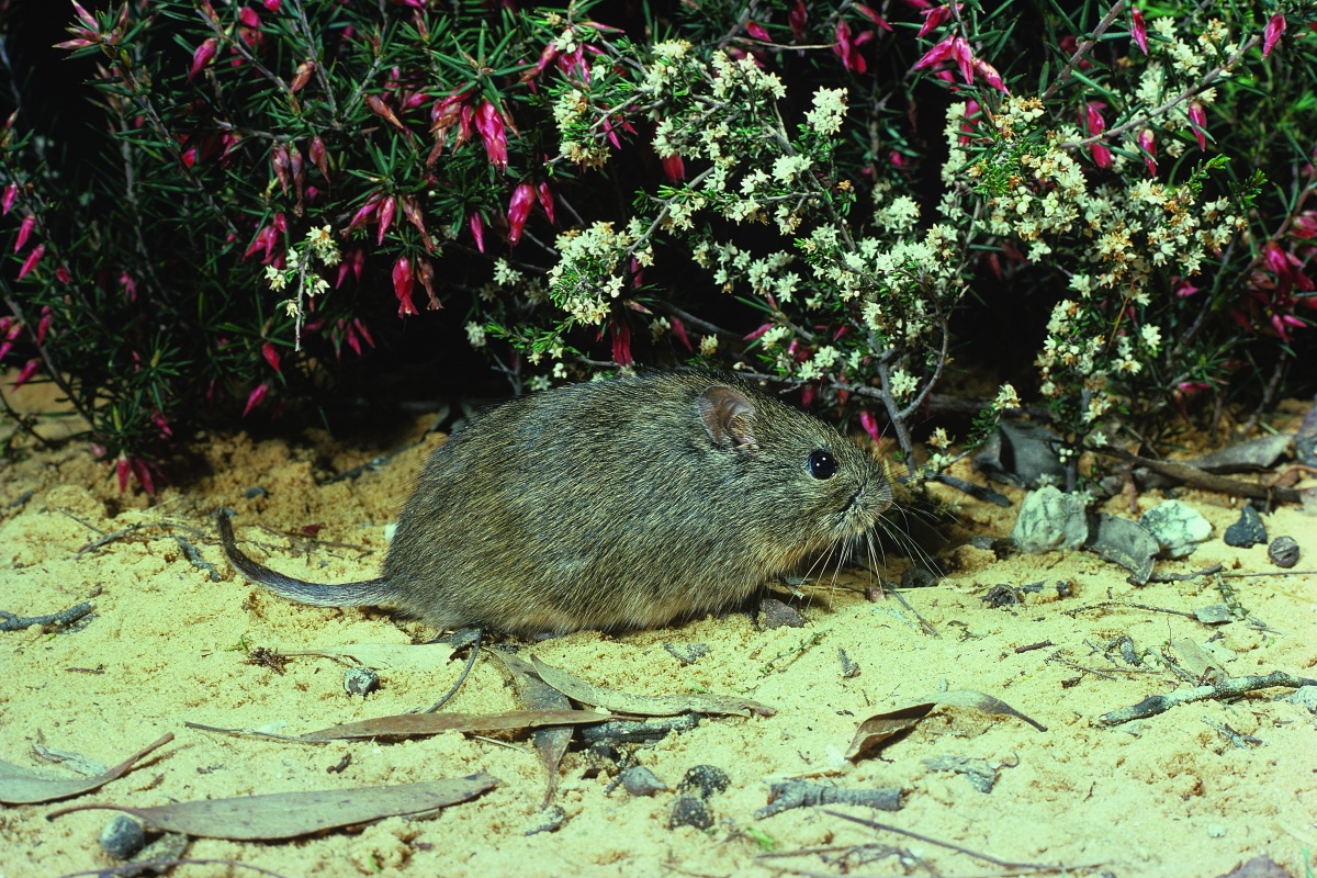 The tail length of the heath mouse (Pseudomys shortridgei) is shorter than its head-body length. Photo – Hans & Judy Beste/Lochman Transparencies 