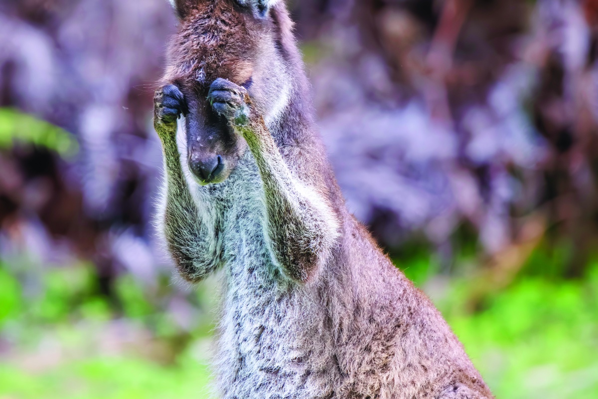 Kangaroo rubbing its eyes with its hands