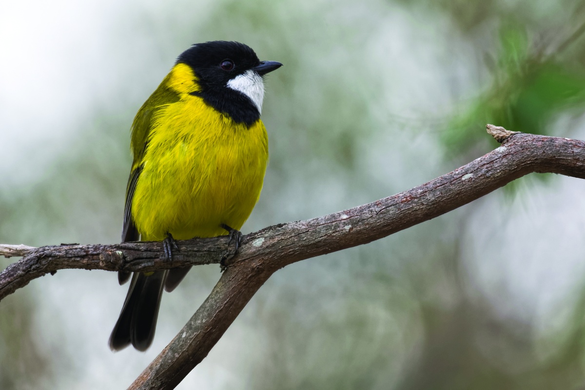 Western whistler (Pachycephala fuliginosa) on a tree branch. Photo – Adobe Stock 
