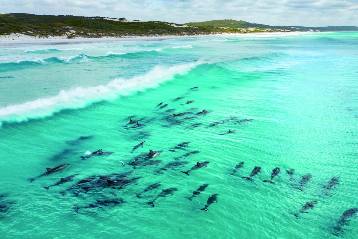 ‘Dolphin Pod’ at Cheynes Beach. Photo – Lex Porebski 