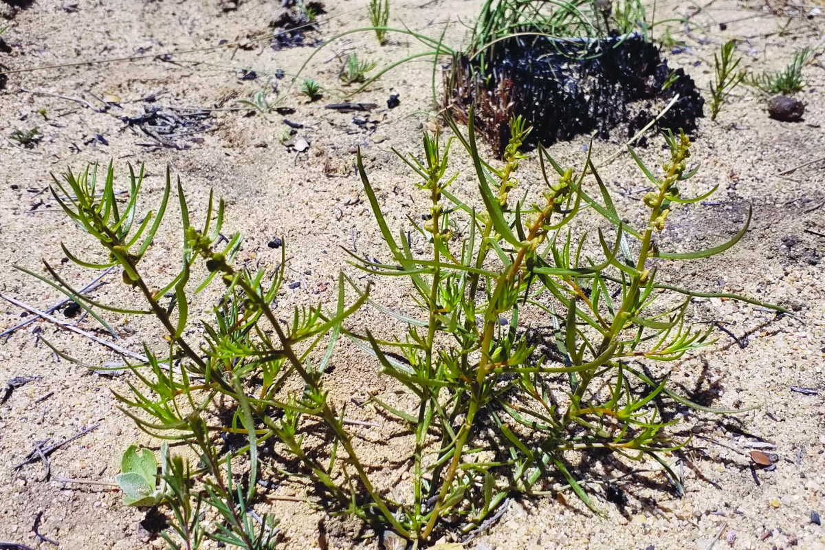 Newly-germinated Gyrostemon (Gyrostemon reticulatus) after a prescribed burn at Mollerin Nature Reserve. Photo - Bree Phillips/DBCA