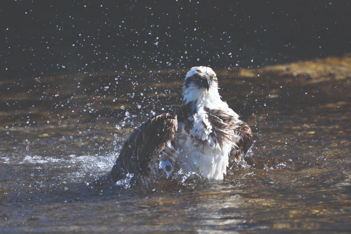 Osprey in shallow water. Photo Allan Burbridge