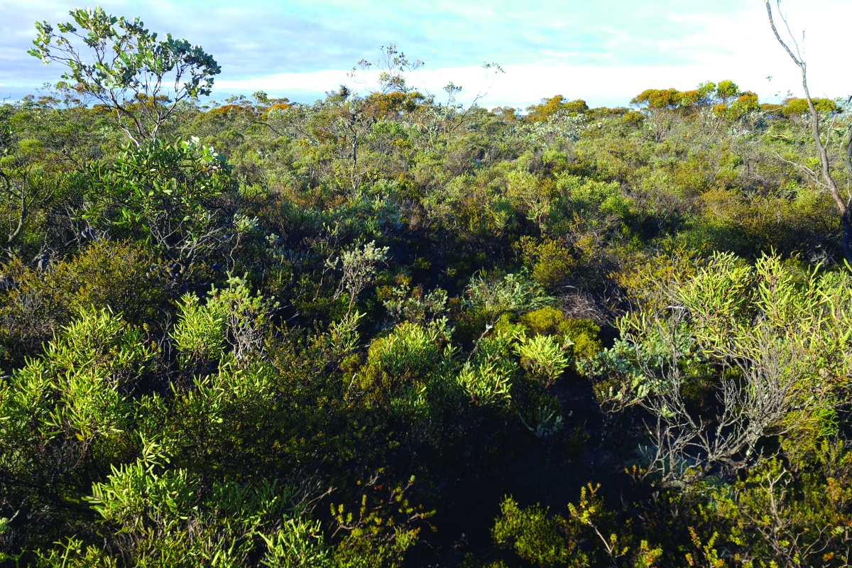Dense habitat at Lake Magenta Nature Reserve. Photo – Saul Cowen/DBCA 