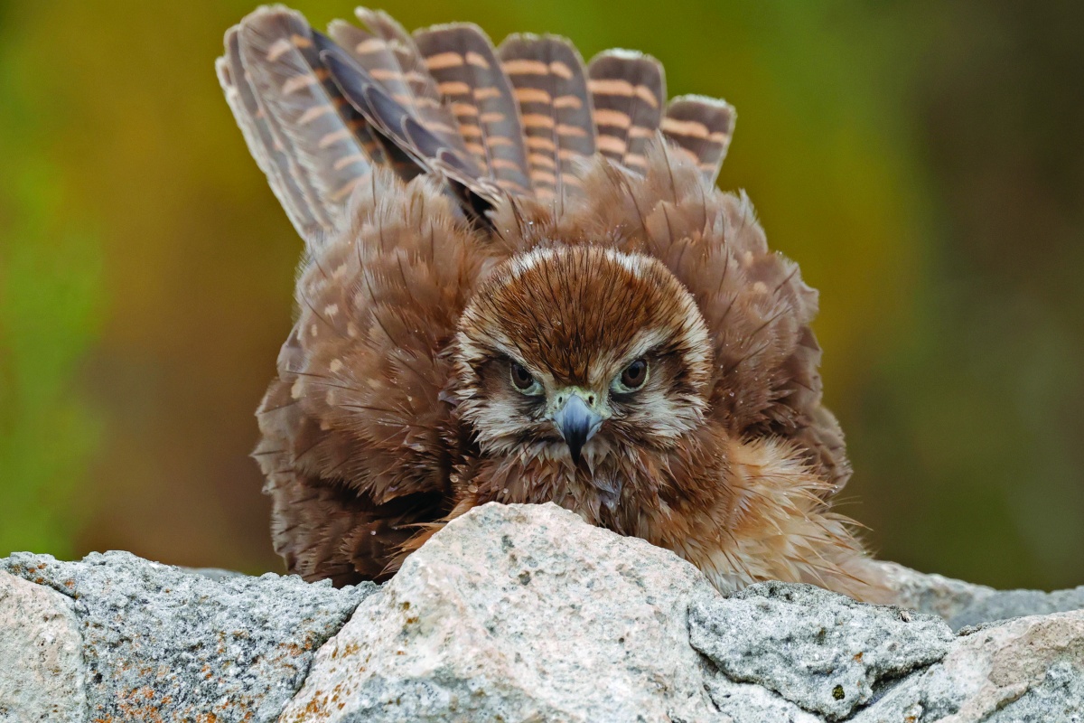 A bathing brown falcon (Falco berigora)
