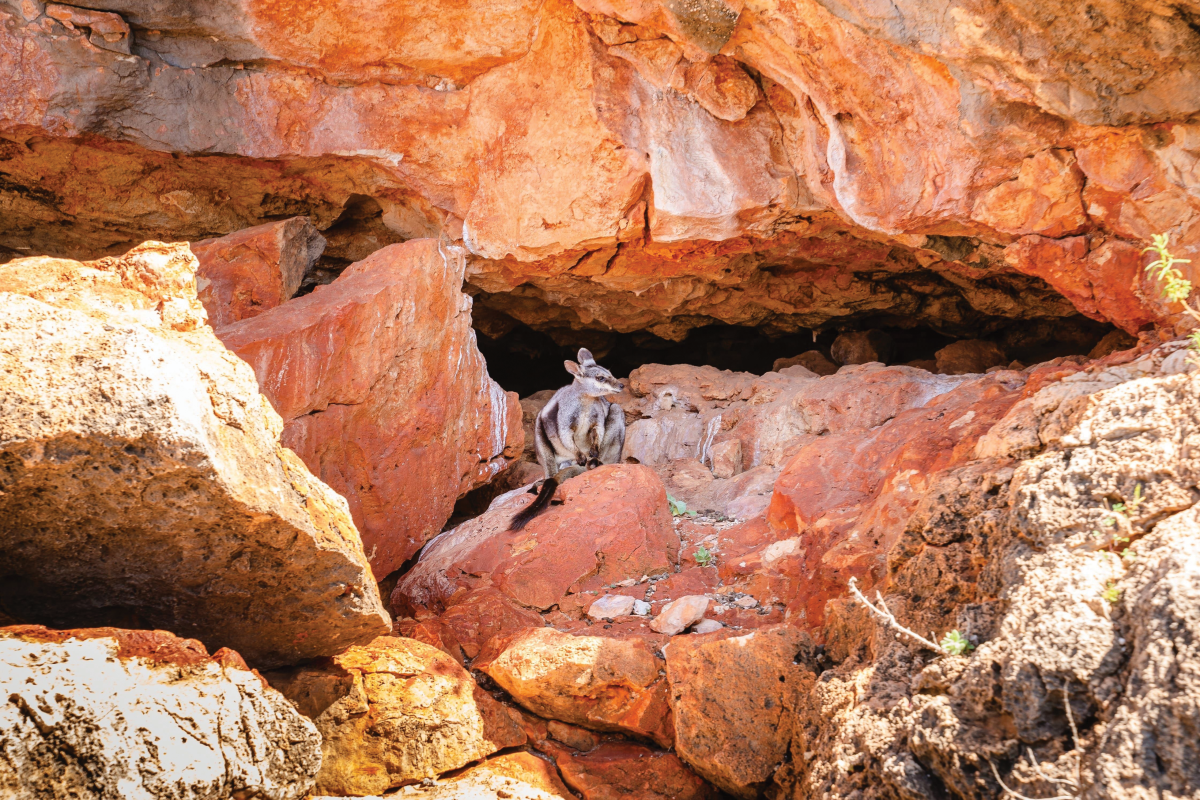 BlackFootedWallaby_YardieCreek_CapeRangeNP127695-56┬®TourismWA