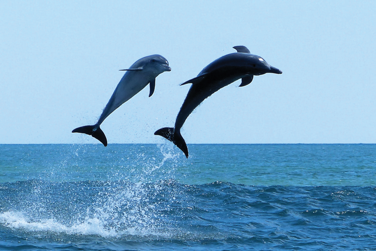 Indo-Pacific Bottlenose dolphins. Photo Dave and Fiona Harvey