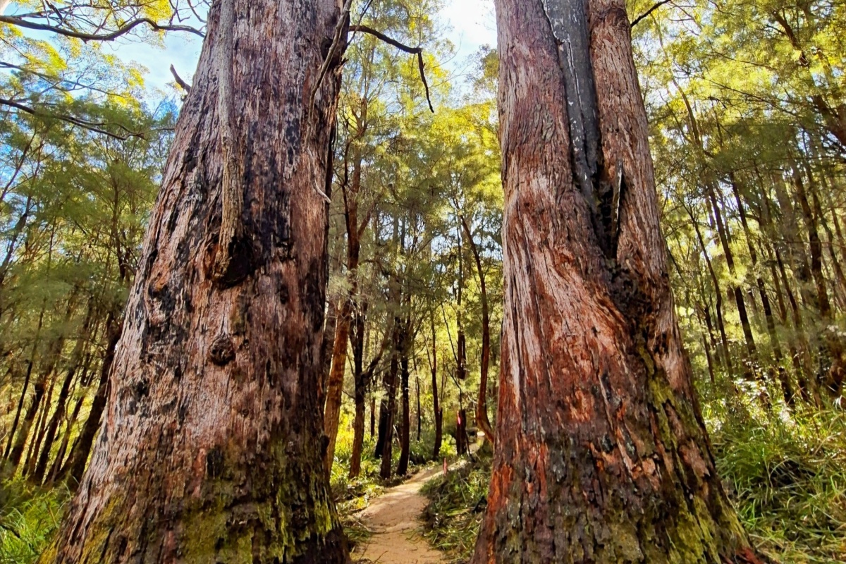 Gatekeepers Trail between two large trees