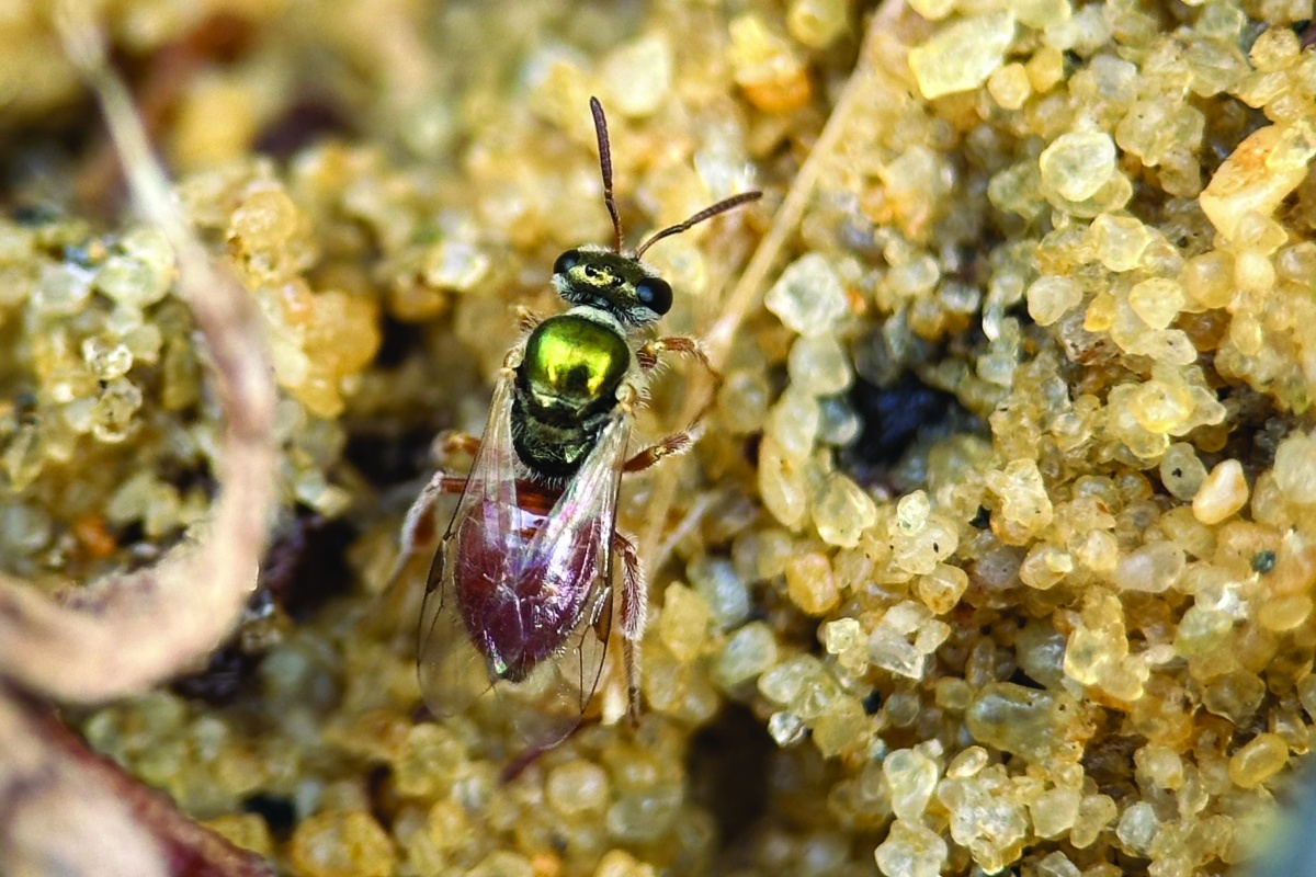 Female sweat bee (Lasioglossum dotatum) walking across sand towards her nest. Photo – Freya Jackson 