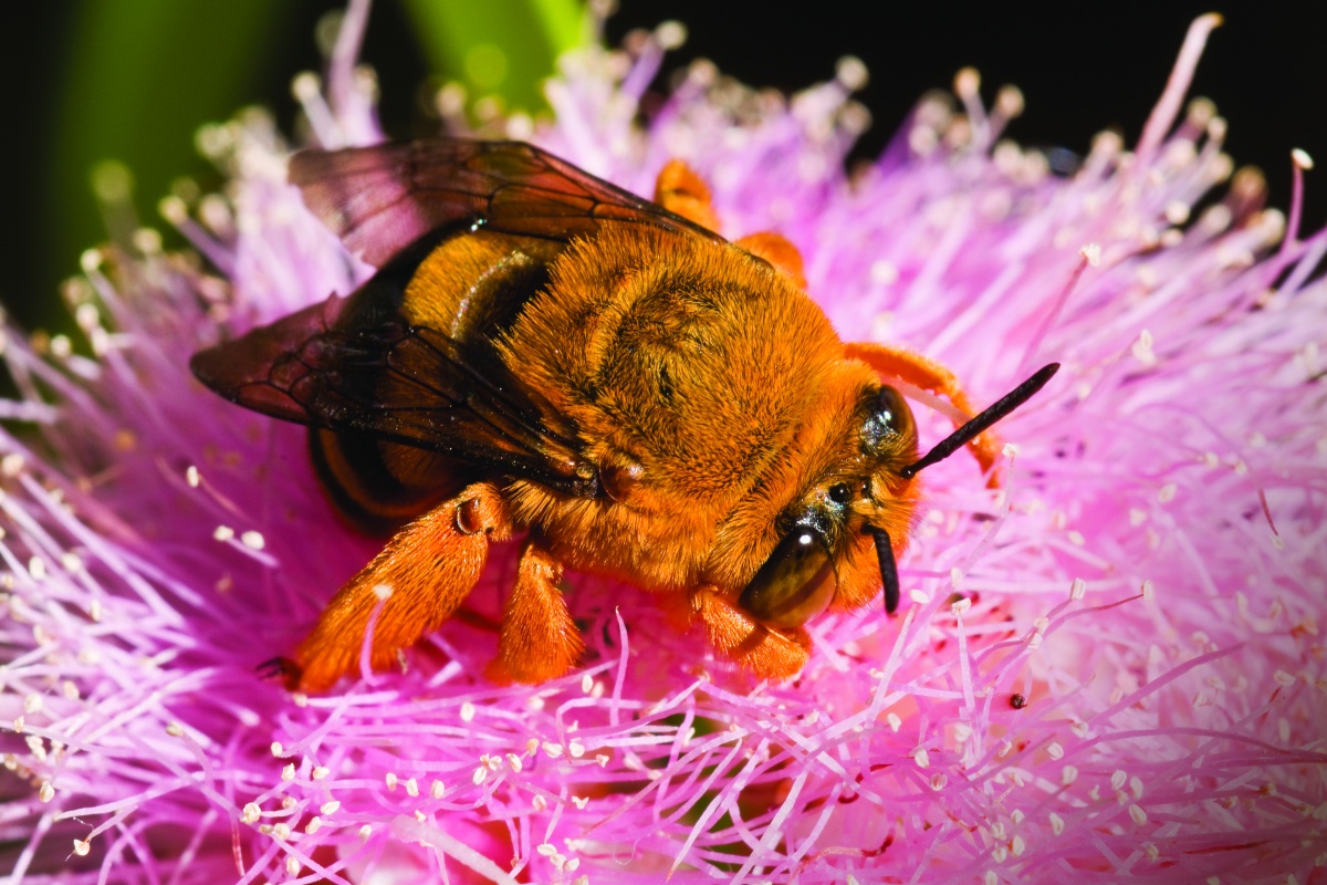 Teddy bear bee (Amegilla bombiformis). Photo – Jiri Lochman 