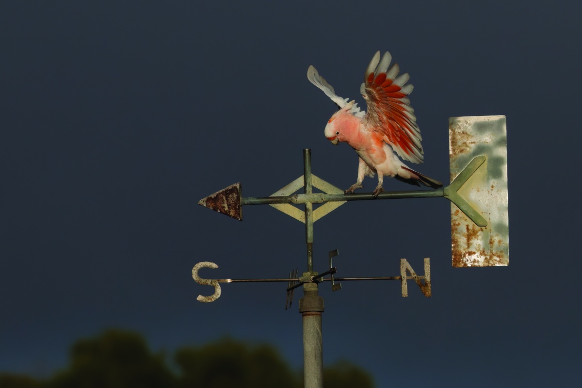 Pink cockatoo on a weather vane