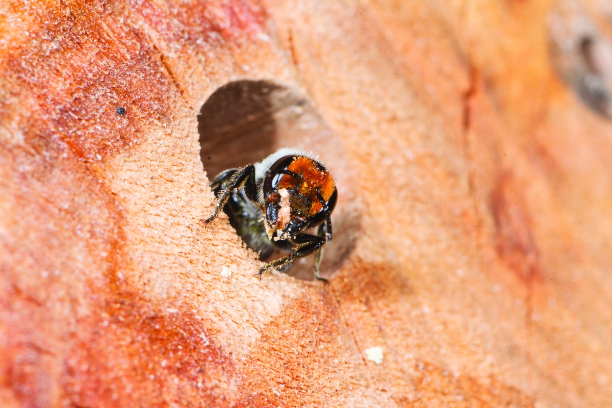 Leaf cutter bee (Megachile sp.) Photo – Jiri Lochman 