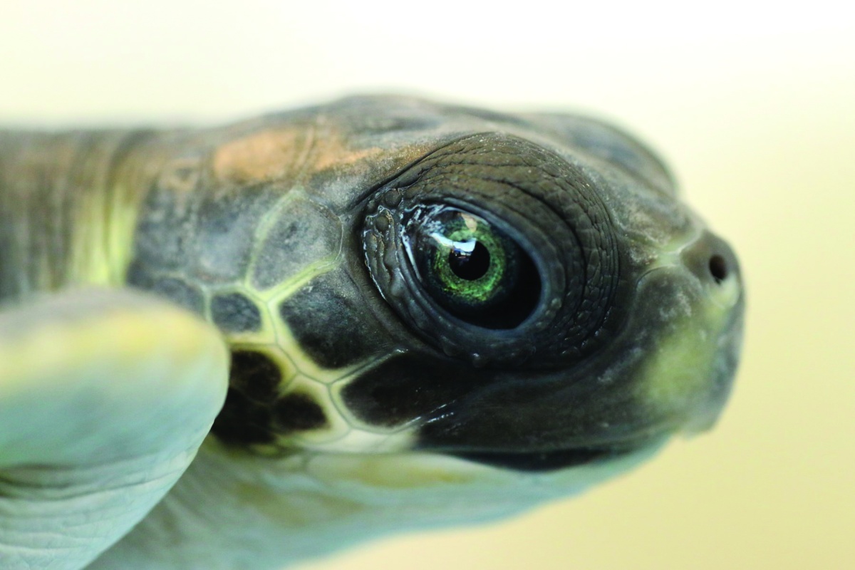 Flatback turtles (Natator depressus) are monitored every year in the Dampier Archipelago. Photo – DBCA