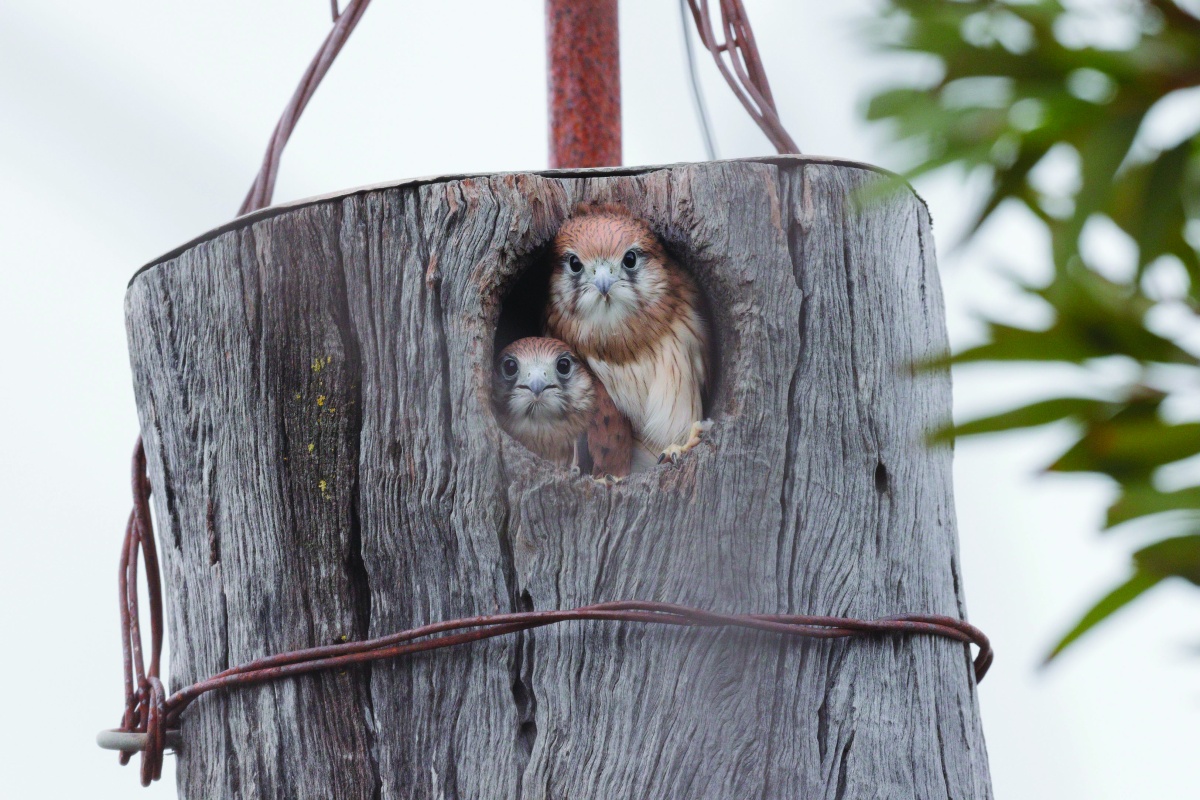 Pair of juvenile nankeen kestrels (Falco cenchroides) in a nest log. Photos – Mark Davidson 