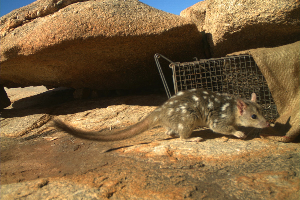 Northern quoll. Photo - Judy Dunlop/DBCA Northern quoll. Photo - Judy Dunlop/DBCA