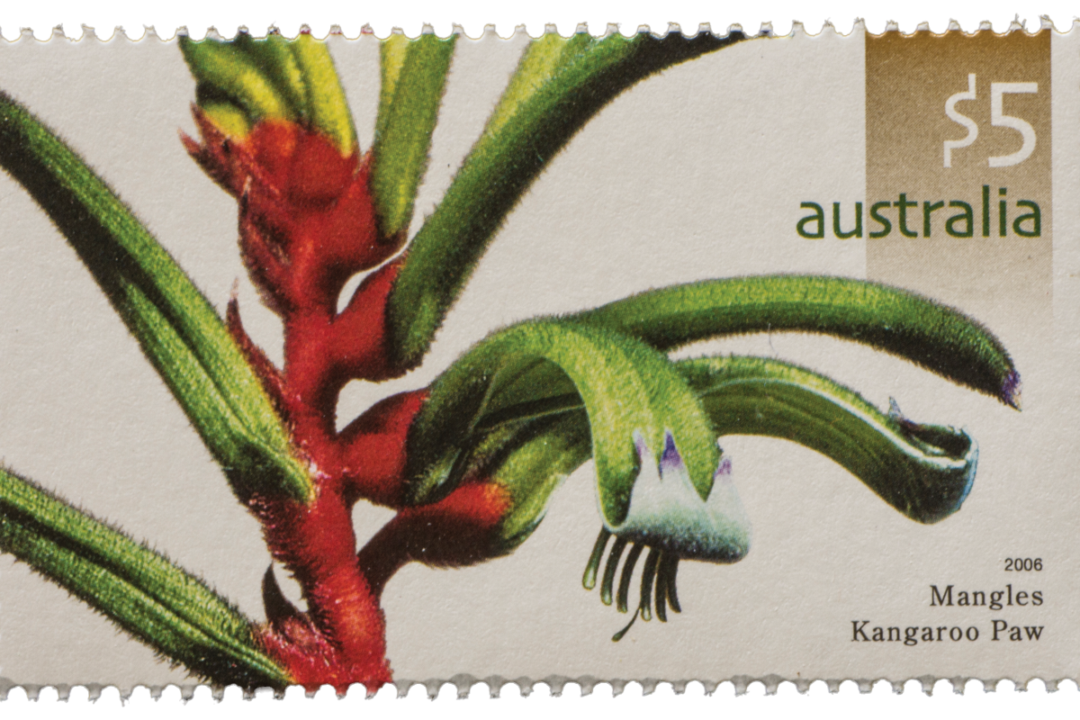 $5.00 Australian stamp featuring Jiri’s 1981 photo of a red and green kangaroo paw