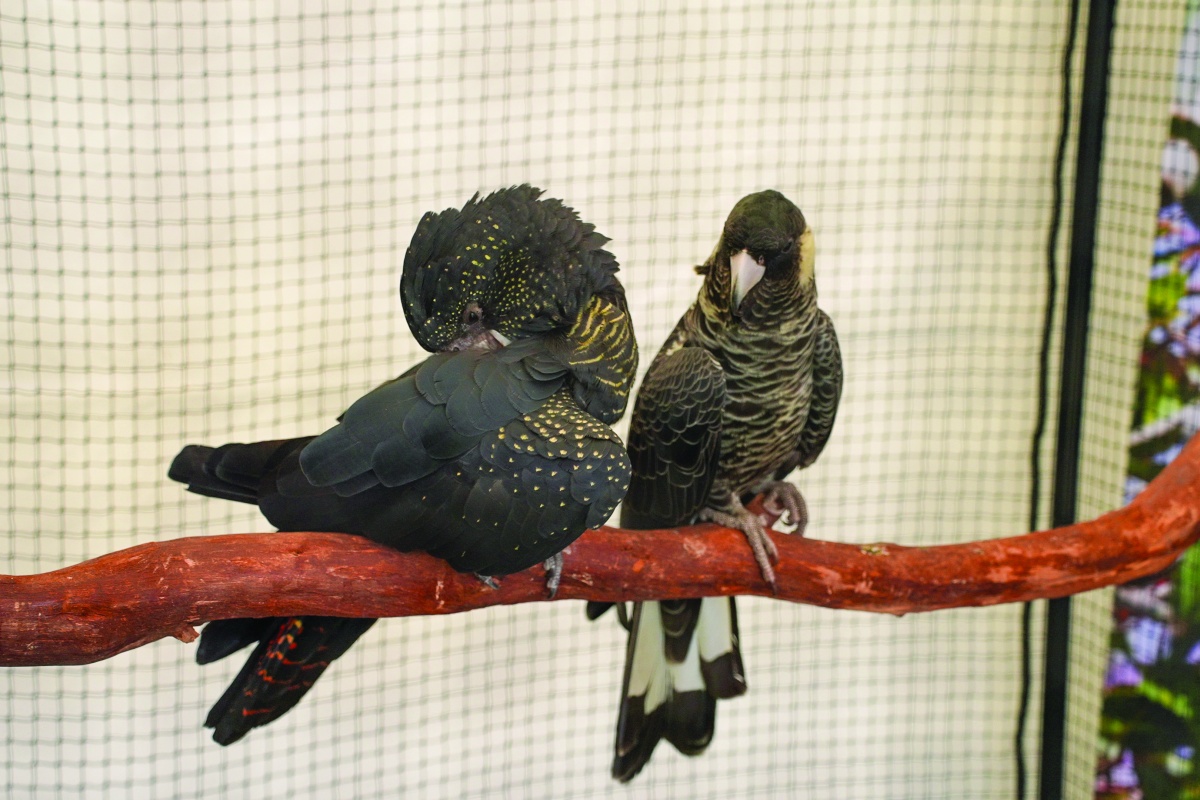 Cockatoos at River Guardian festival. Photo-Miles Brotherson/DBCA
