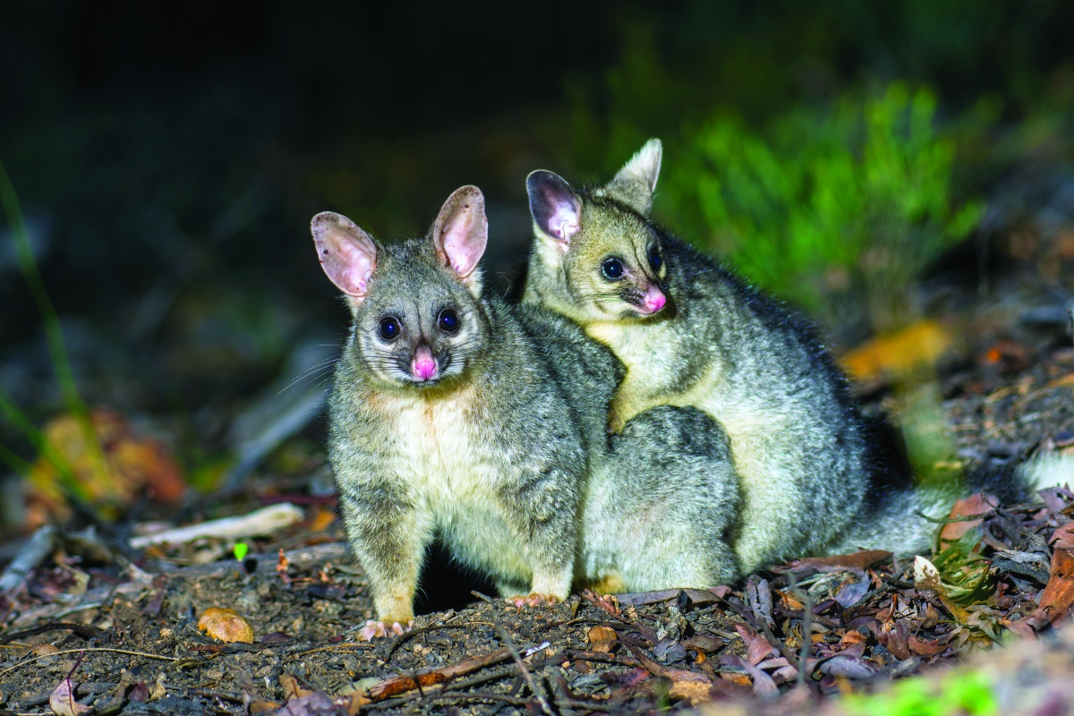 Common brushtail possum (Trichosurus vulpecula). Photo - Lochman Transparencies