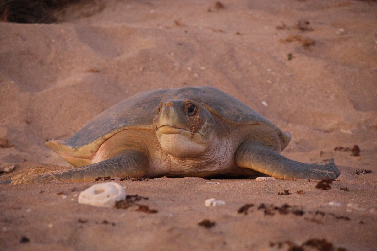 Flatback turtle. Photo - Clodagh Guildea/DBCA