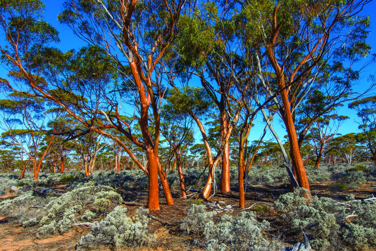 Gimlet (Eucalyptus salubris) in the foreground with blue skies in the backgroound