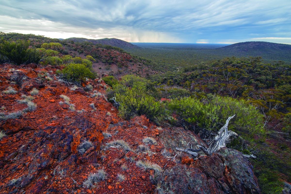 Great Western Woodlands - Helena Aurora Range. Photo - Marie Lochman
