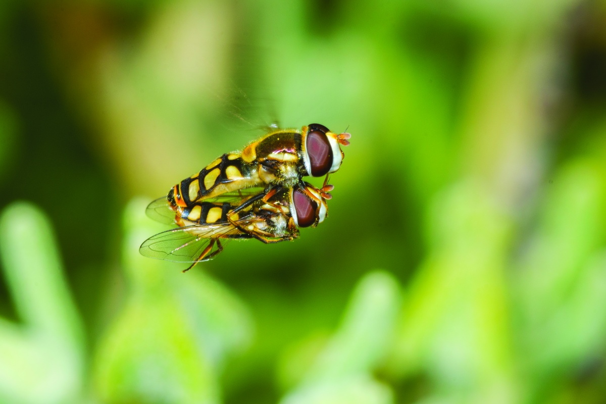 Hover flies (Simosyrphus grandicornis) mating on the wing. Photo - Marie Lochman