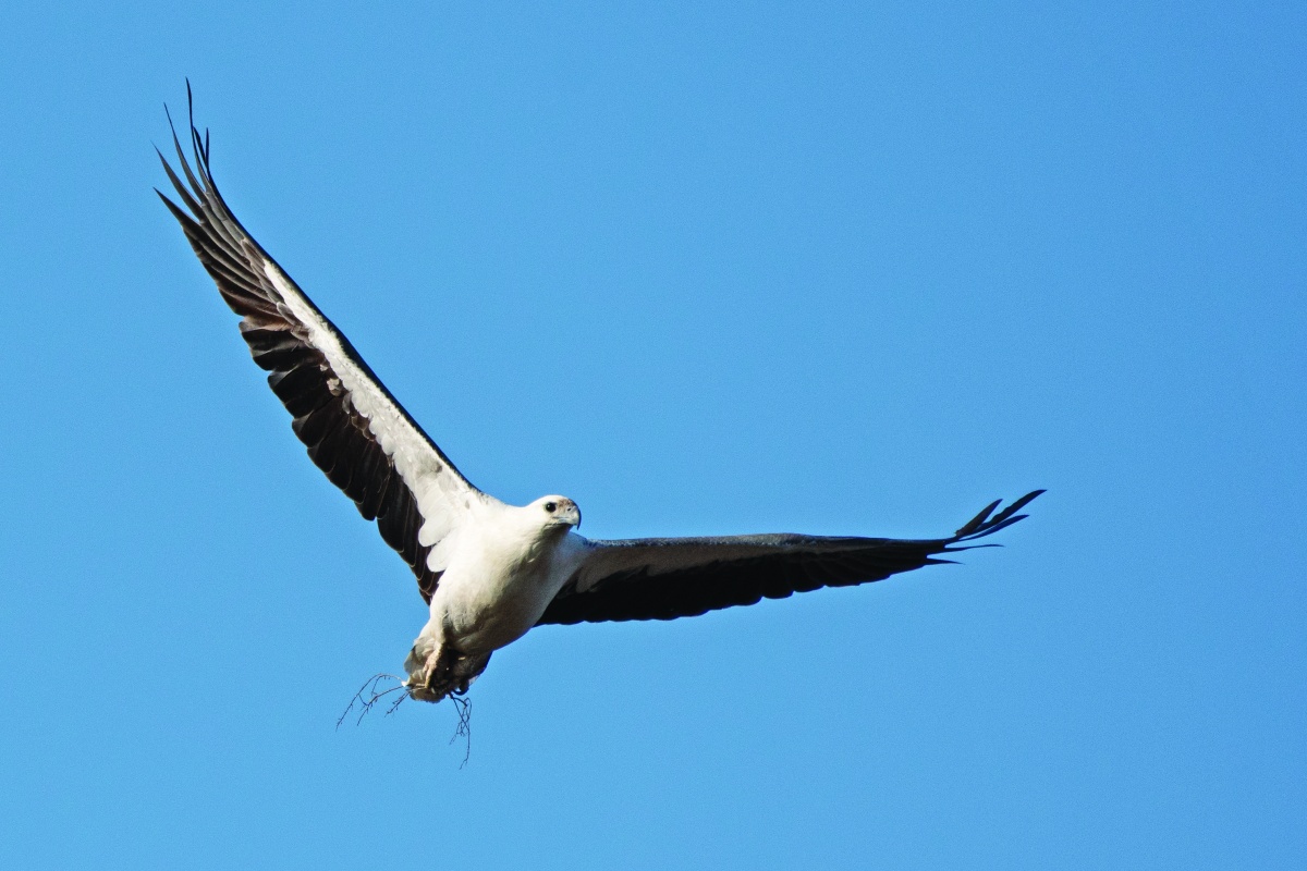 White-bellied sea-eagle (Haliaeetus leucogaster). Photo – John Anderson 