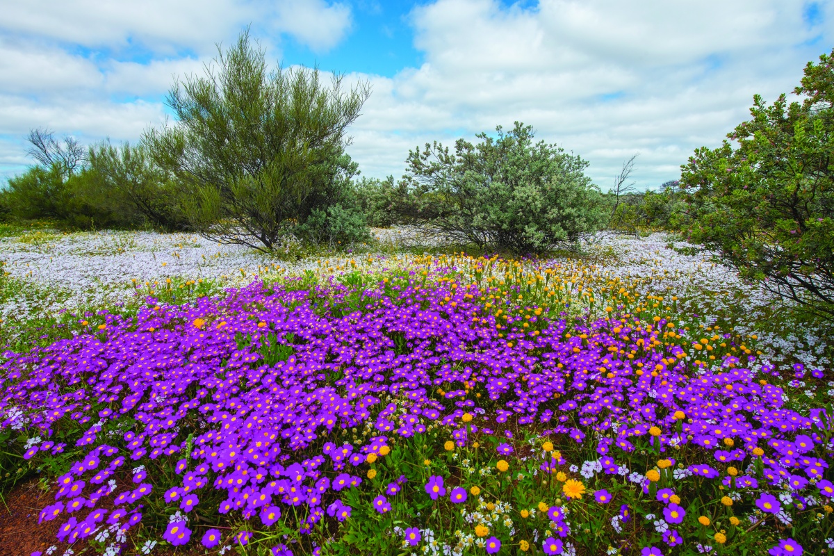 Karara Rangeland - biodiversity. Photo - Marie Lochman