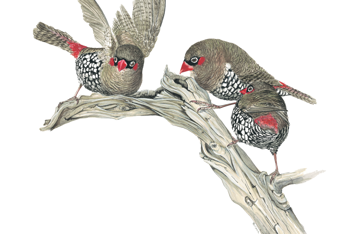 Landscope cover Summer 2000 Red eared firetail. Philppa Nikulinsky