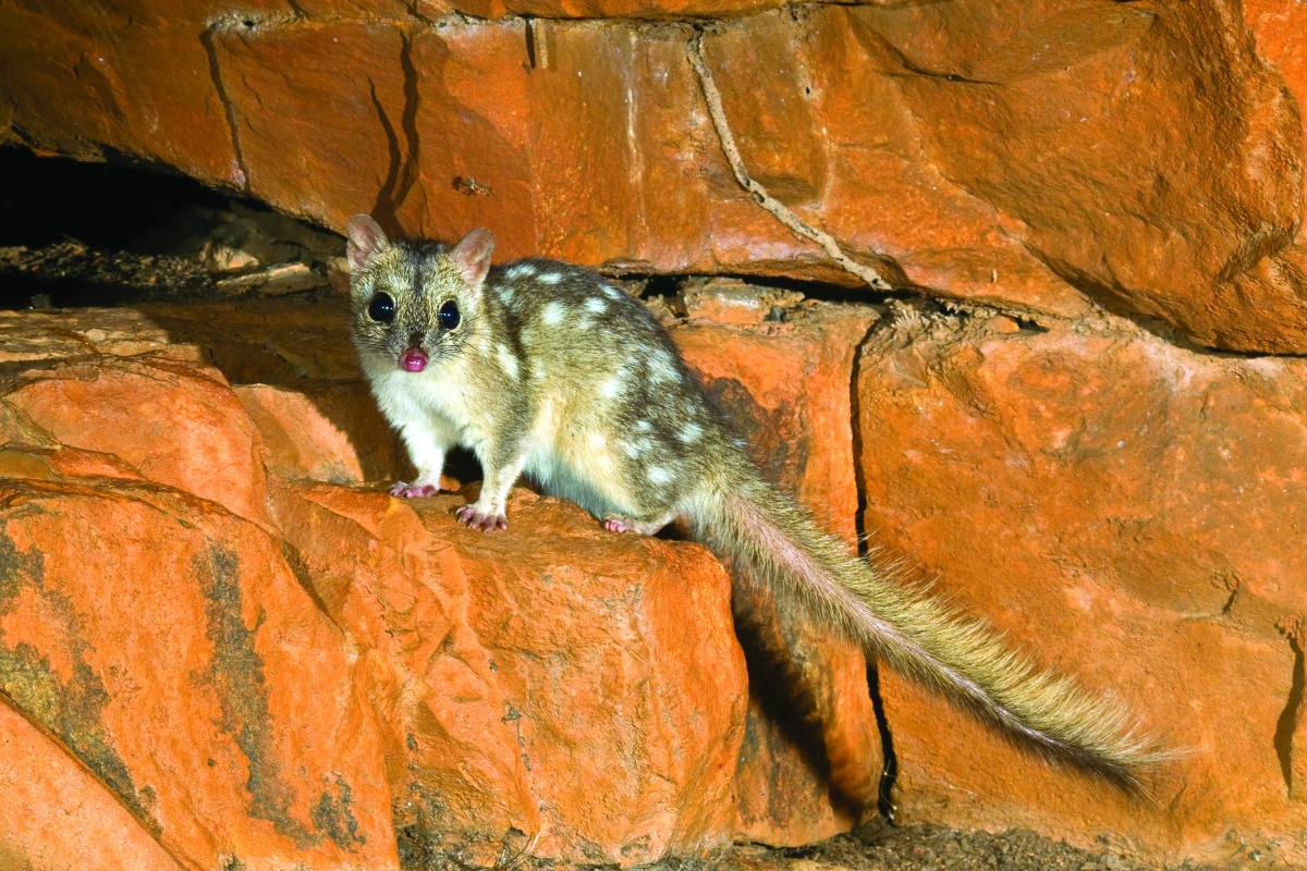 Northern Quoll - Dasyurus hallucatus. Photo - Jiri Lochman