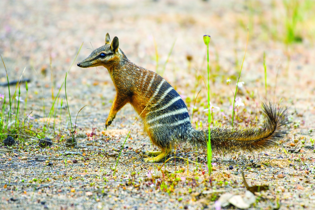 Numbat standing on hind legs in the bush