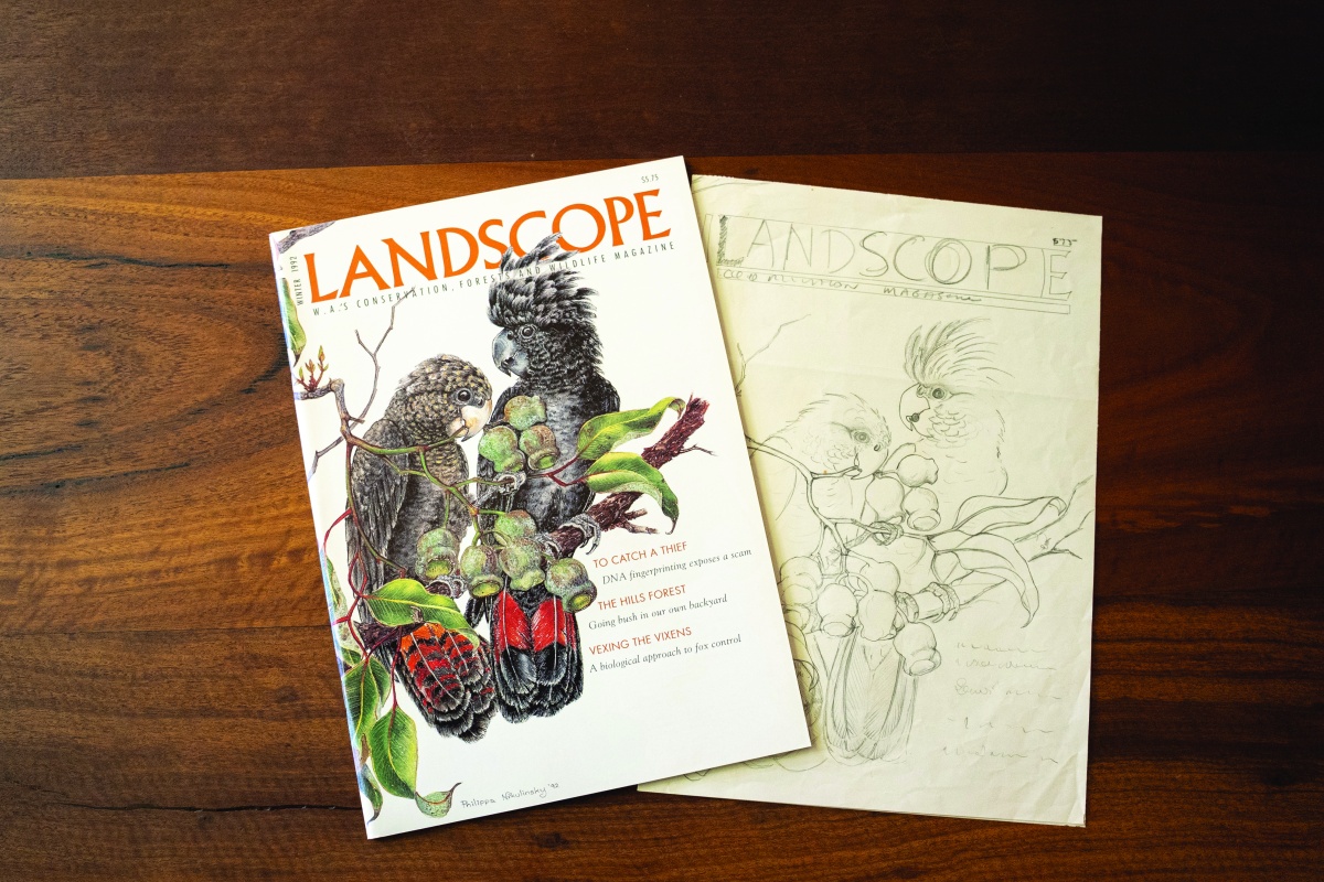 Philippa’s initial sketches for the Winter 1992 cover featuring Forest red-tailed black-cockatoos. Photos – Peter NicholasDBCA 