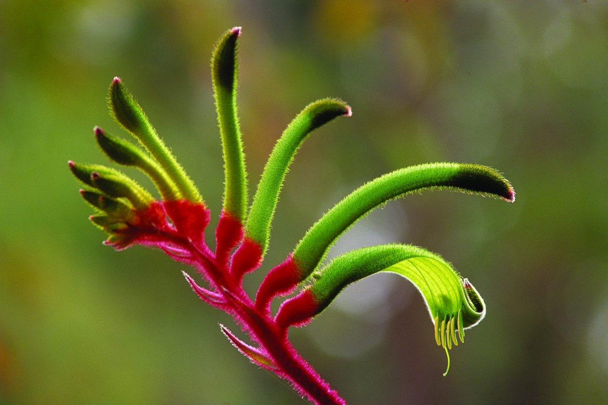 Red and green kangaroo paw (Anigozanthos manglesii). Photo - Lochman Transparencies