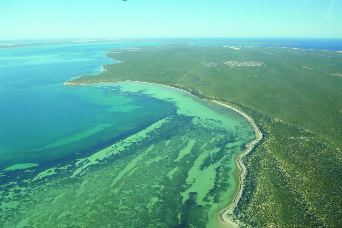 Dirk Hartog Island An aerial photograph of Dirk Hartog Island and coastline showing seagrass meadows and cliffs