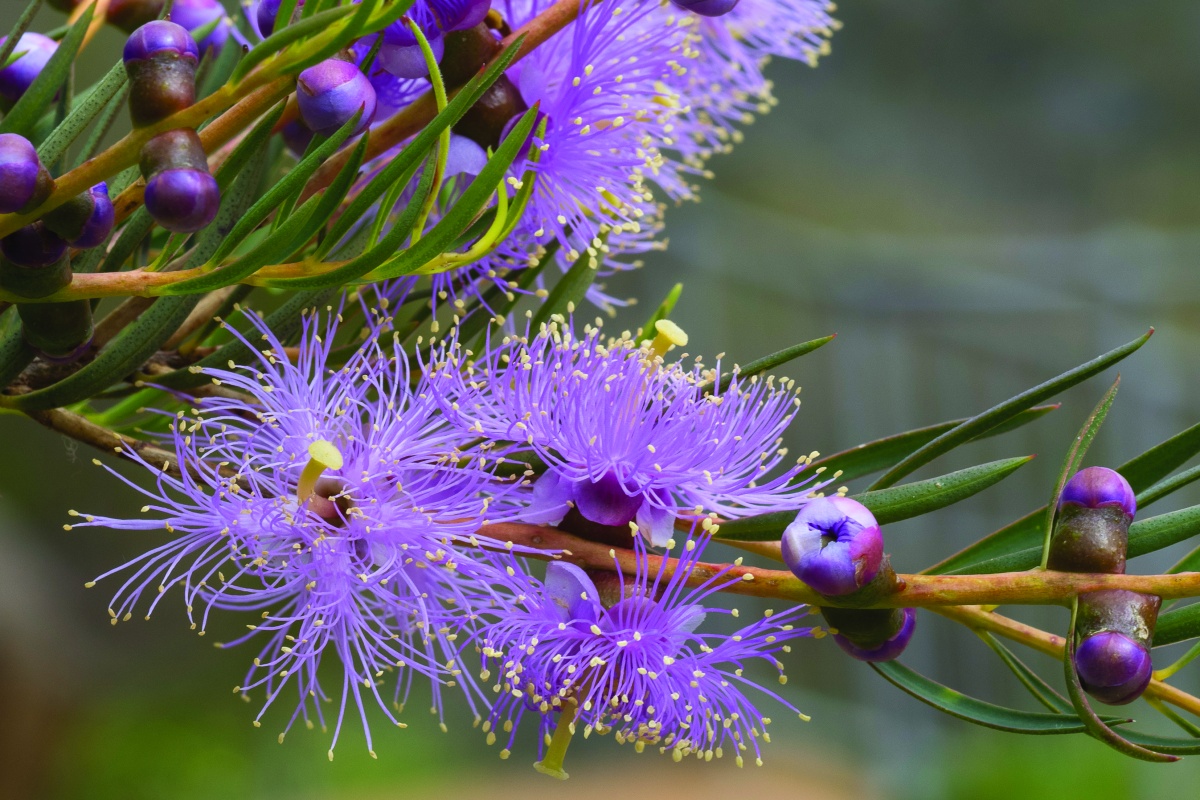 The aptly names graceful honeymyrtle (Melaleuca radula) at Lesmurdie Falls in Mundy Regional Park. Photo – Cliff Winfield