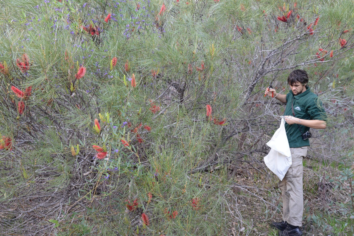BGPA Horticulturist Joe Richardson collecting Hakea bucculenta seed. Photo - Dave Blumer