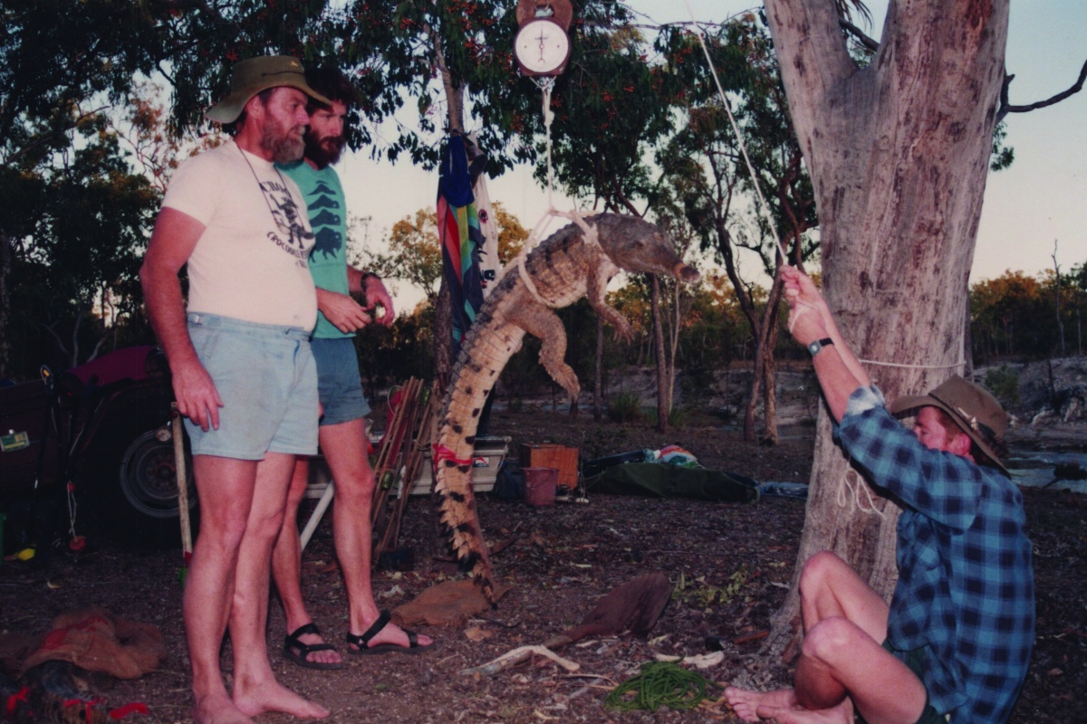 A small crocodile being weighed using a pully system to hold it up