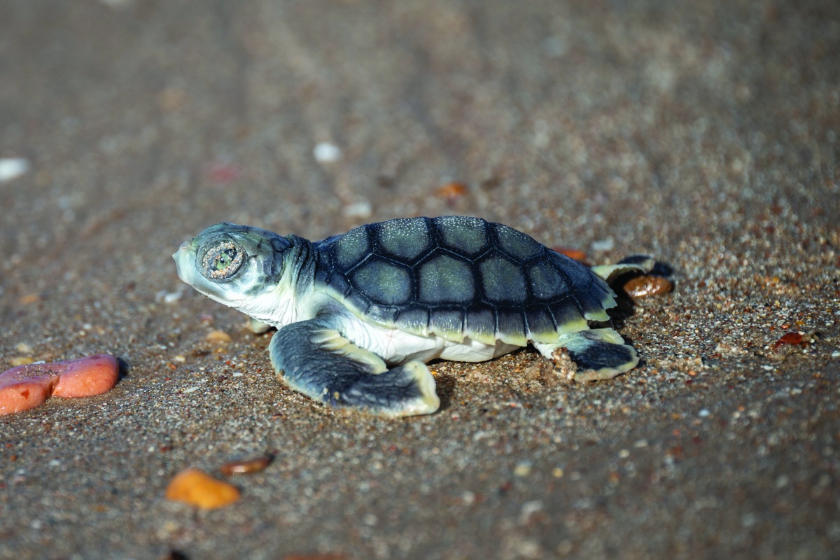 Flatback turtle. Photo - Tristan Simpson_DBCA