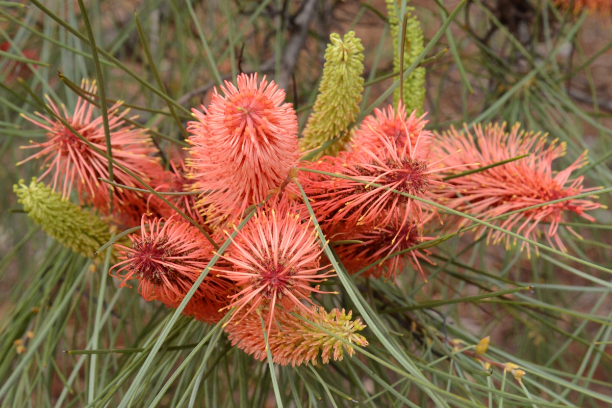 Hakea bucculenta. Photo - Dave Blumer