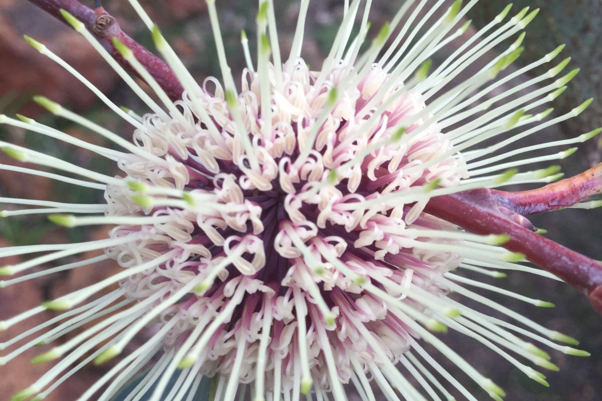 Hakea petiolaris. Photo - Amanda Shade