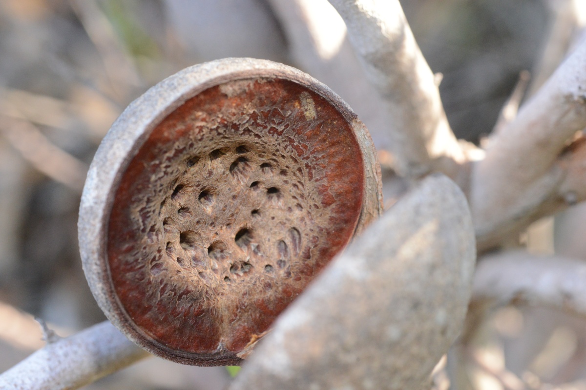 Hakea platysperma fruit. Photo - Dave Blumer
