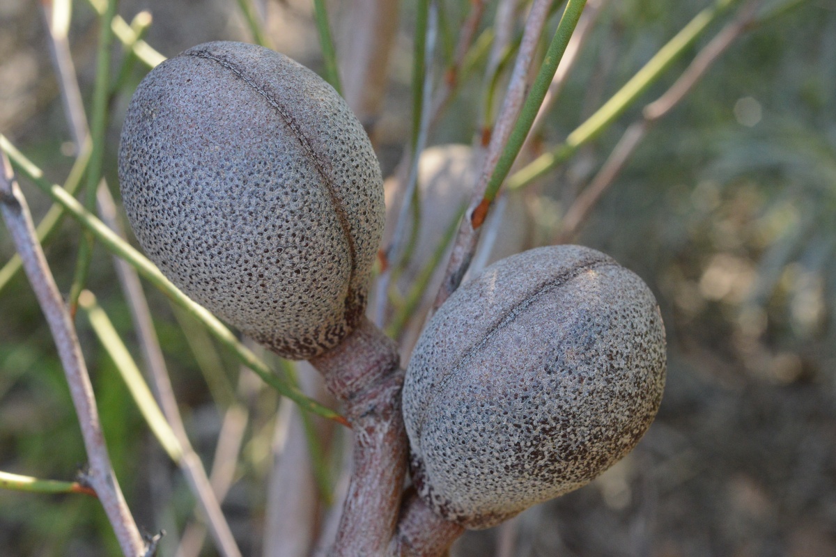 Hakea platysperma fruits. Photo - Dave Blumer